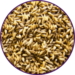 Imagem dos grãos do produto Panicum Maximum cv. Massai